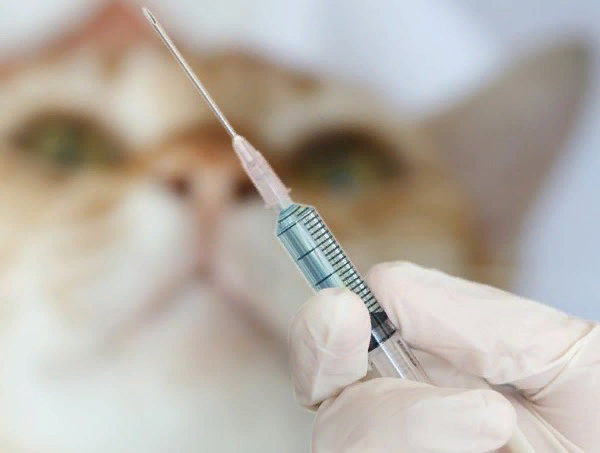 😿Эвтаназия кошек: мнение ветеринаров | Нос, хвост, лапы | Дзен