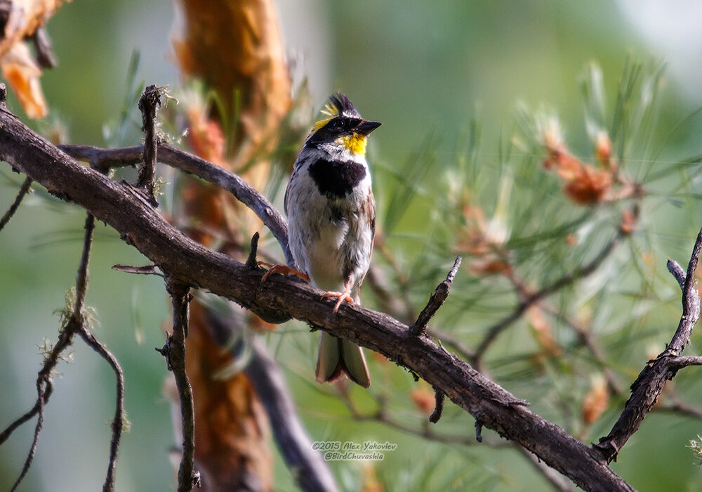 Желтогорлая овсянка (Emberiza elegans)