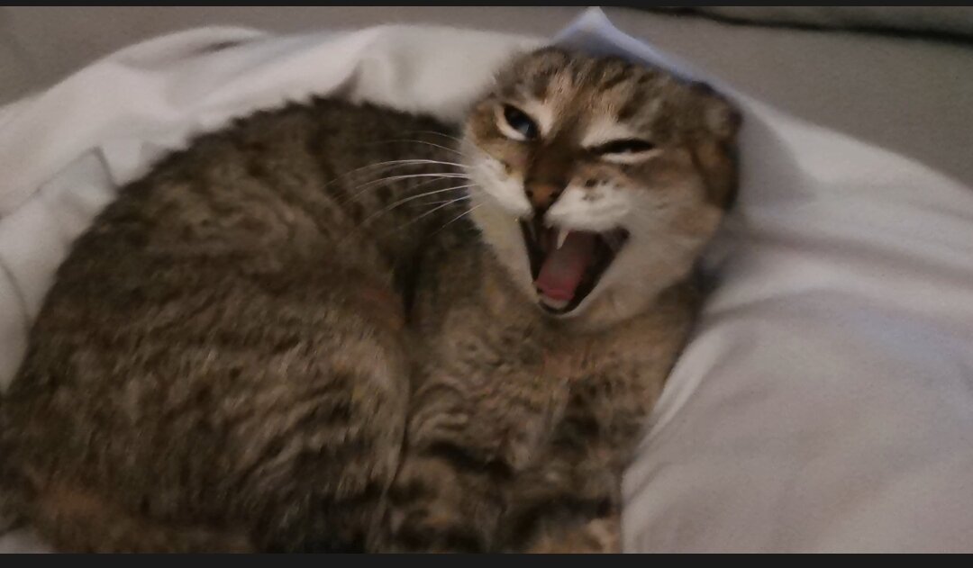 Симка. Фото из личного архива автора.