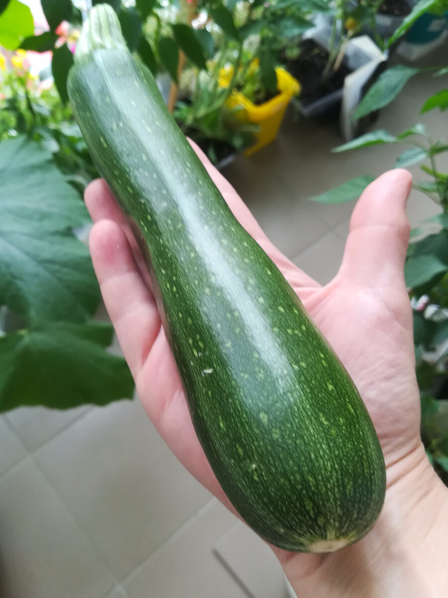 Такой красавец вырос на балконе