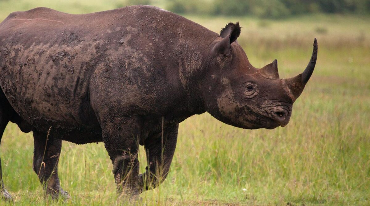 Rhinoceros.