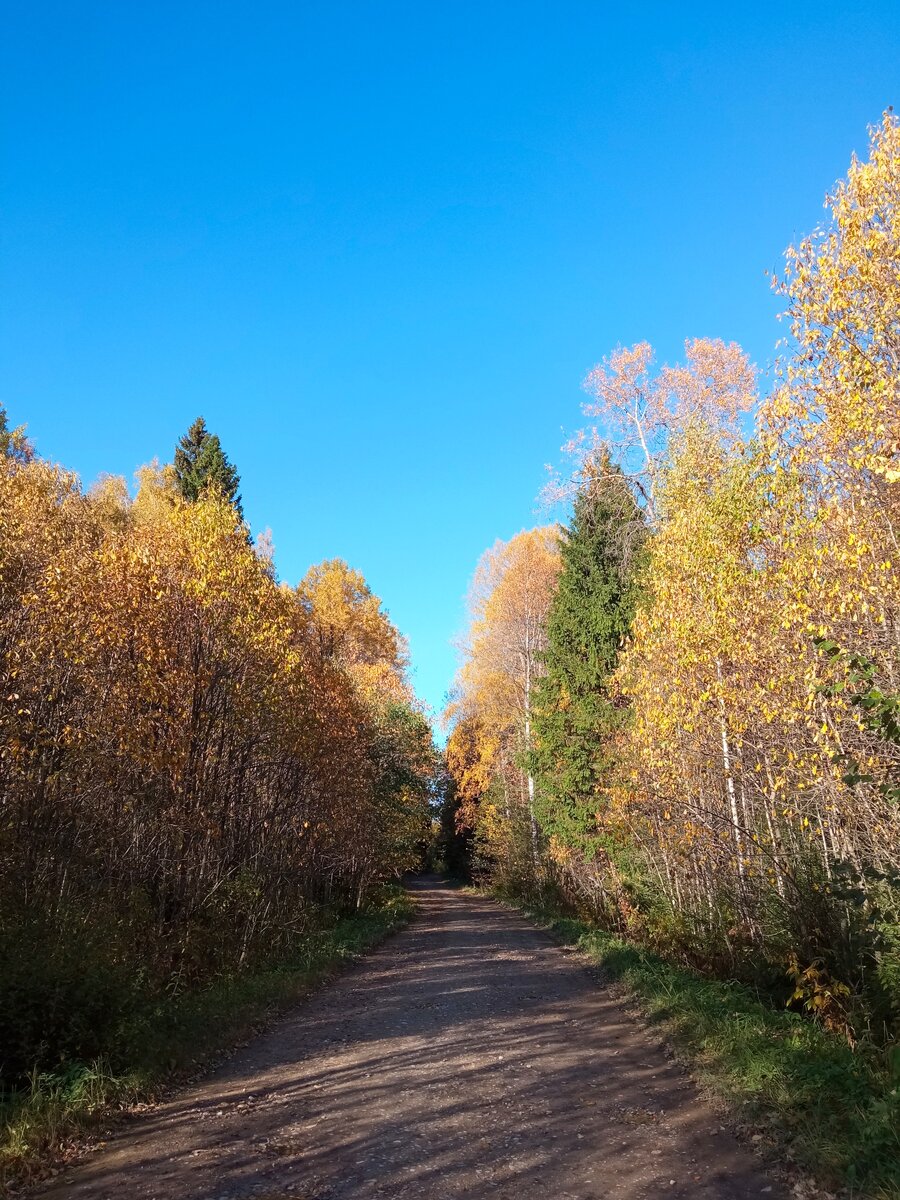 Гуляли в лесу. Фото автора 