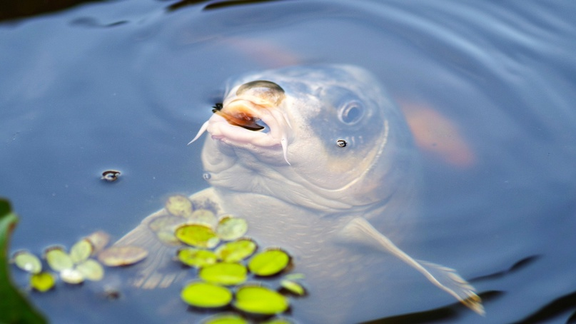 Фото: архив газеты "Кемерово" 