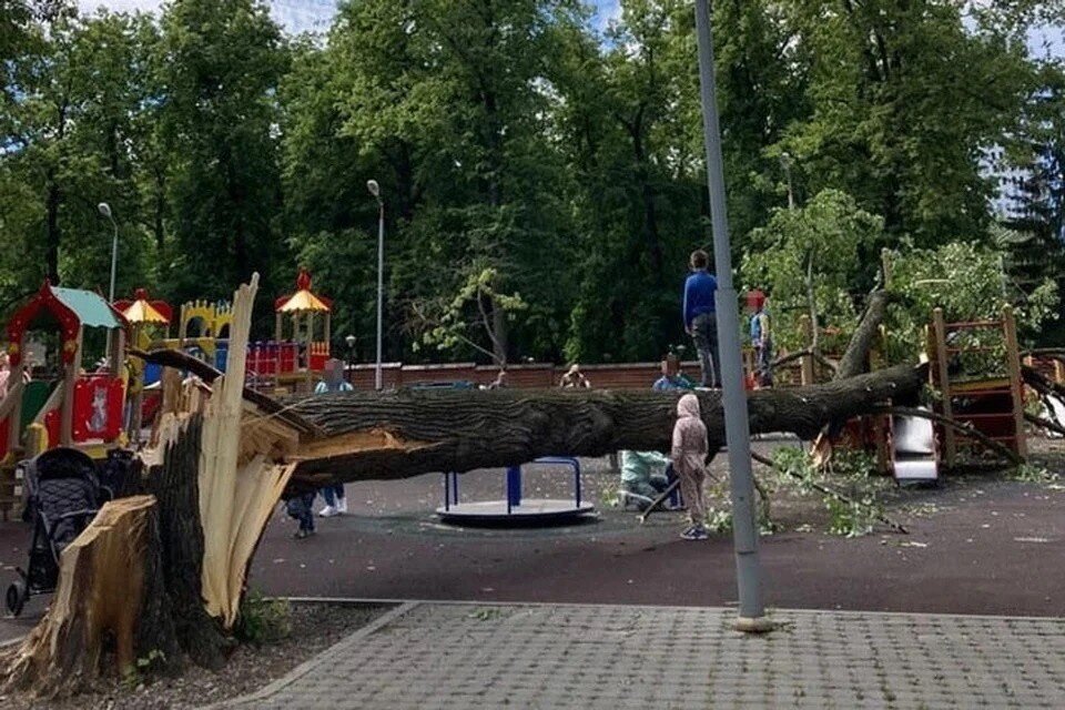     В рамках пилотного проекта устройства уже появились примерно на 10-20 деревьях Эльвина АПАРИНА