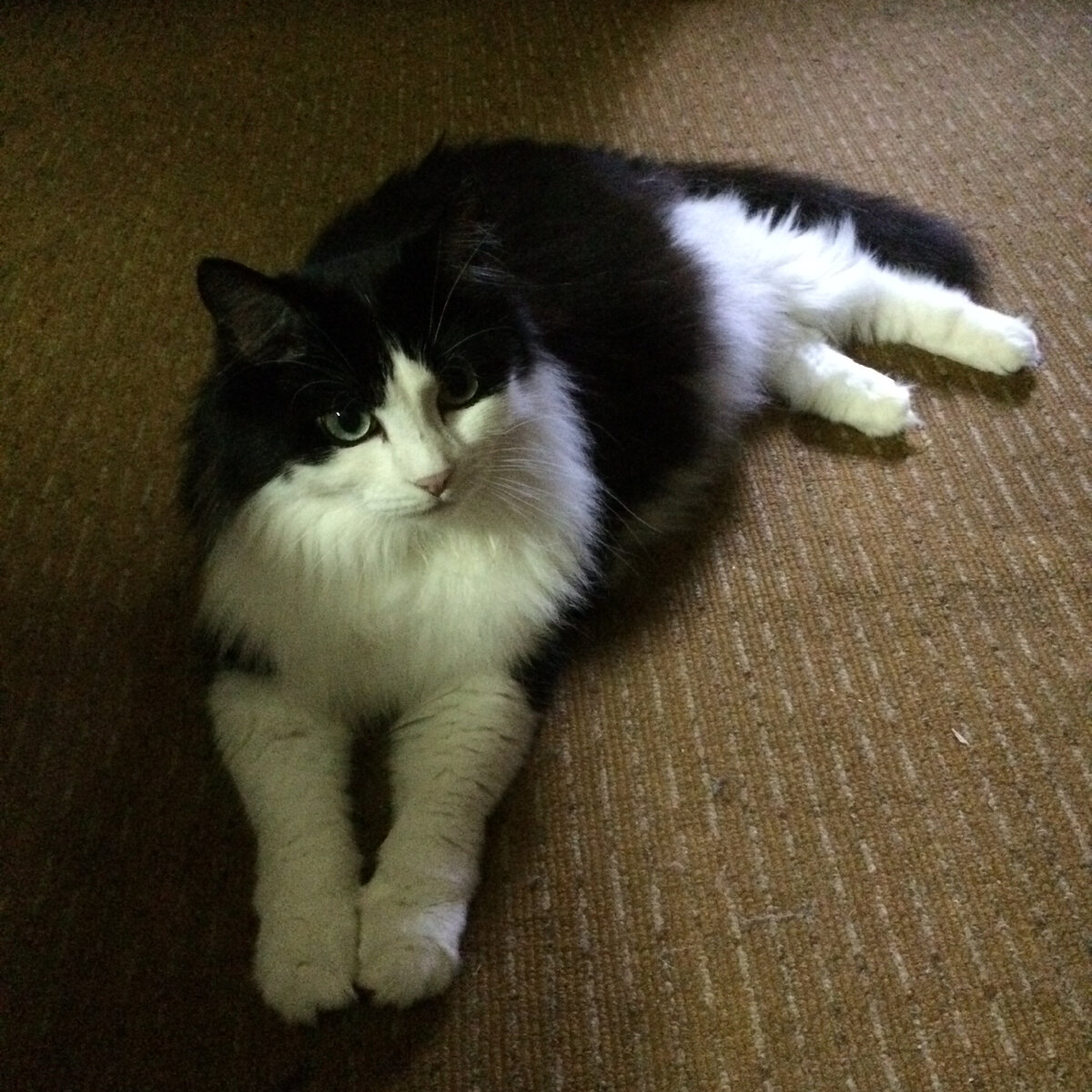 Кошка Китти