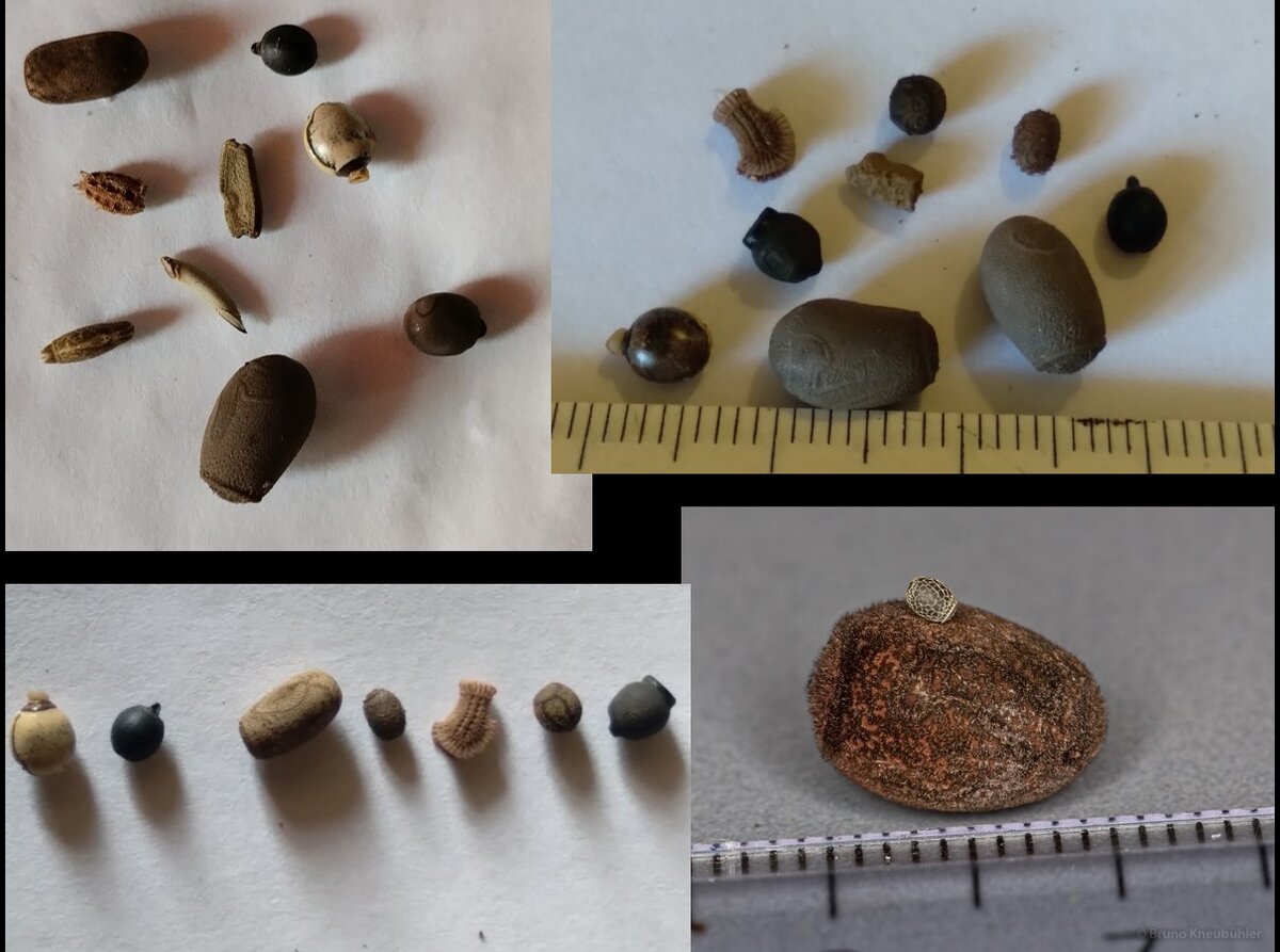 Рис. 1. Яйца палочников очень разнообразны... (фото 1,2,3 - А. Каширский, 4 - из свободных источников)