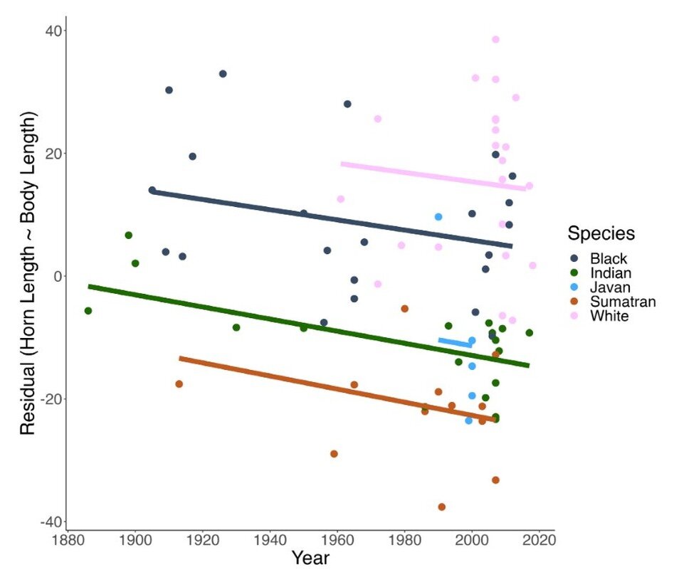     На графике показано, как со временем изменялись соотношение размеров рогов к длине тела.