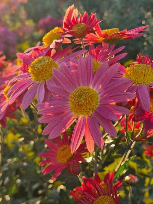 фото с сайта Никитского ботанического сада