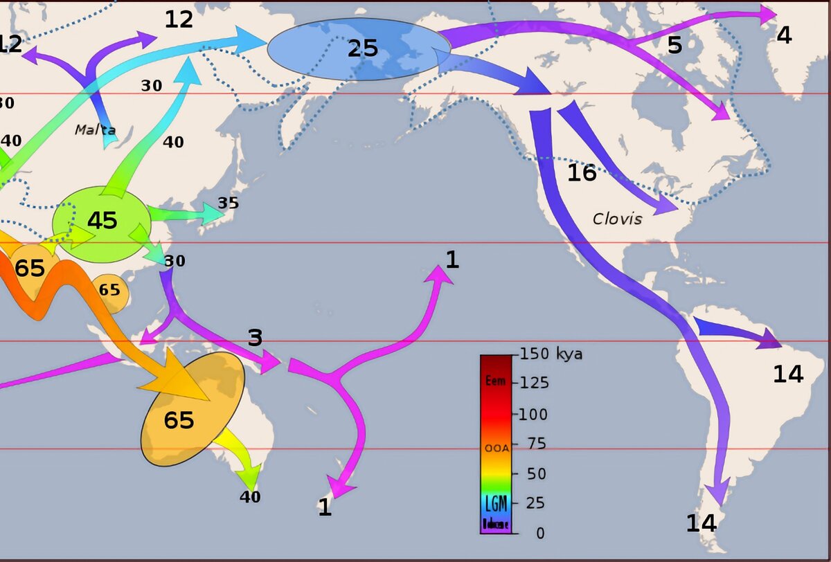Расселение человека из Африки карта. Карта миграции людей. Расселение людей из Африки. Карта миграции из Африки.