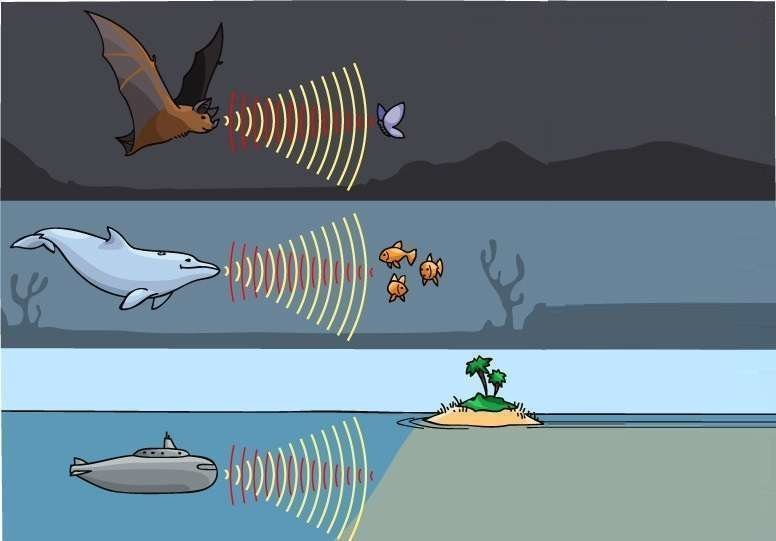 Ультразвук животные. Ультразвук у животных. Ультразвук у животных. Киты эхолокация. Ультразвук в эхолокации.