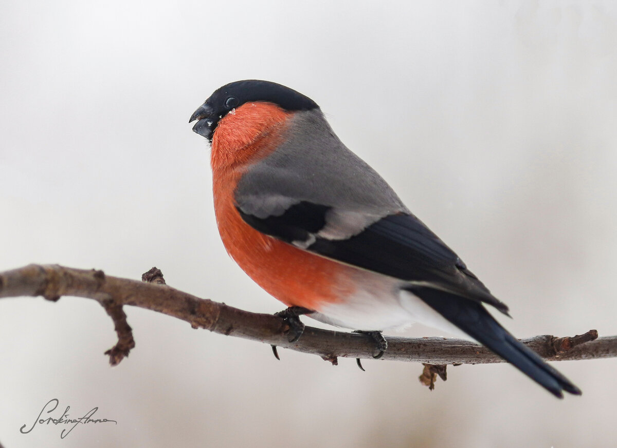 9 января - День снегиря. Опасные фотосессии с яркими птицами | Природа и  экология | annie_wild_life | Дзен