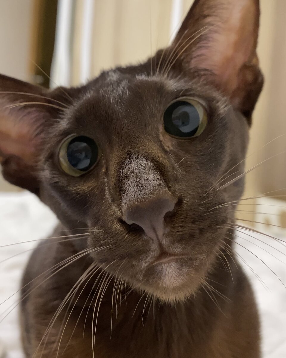 Удивленная Йолли😍