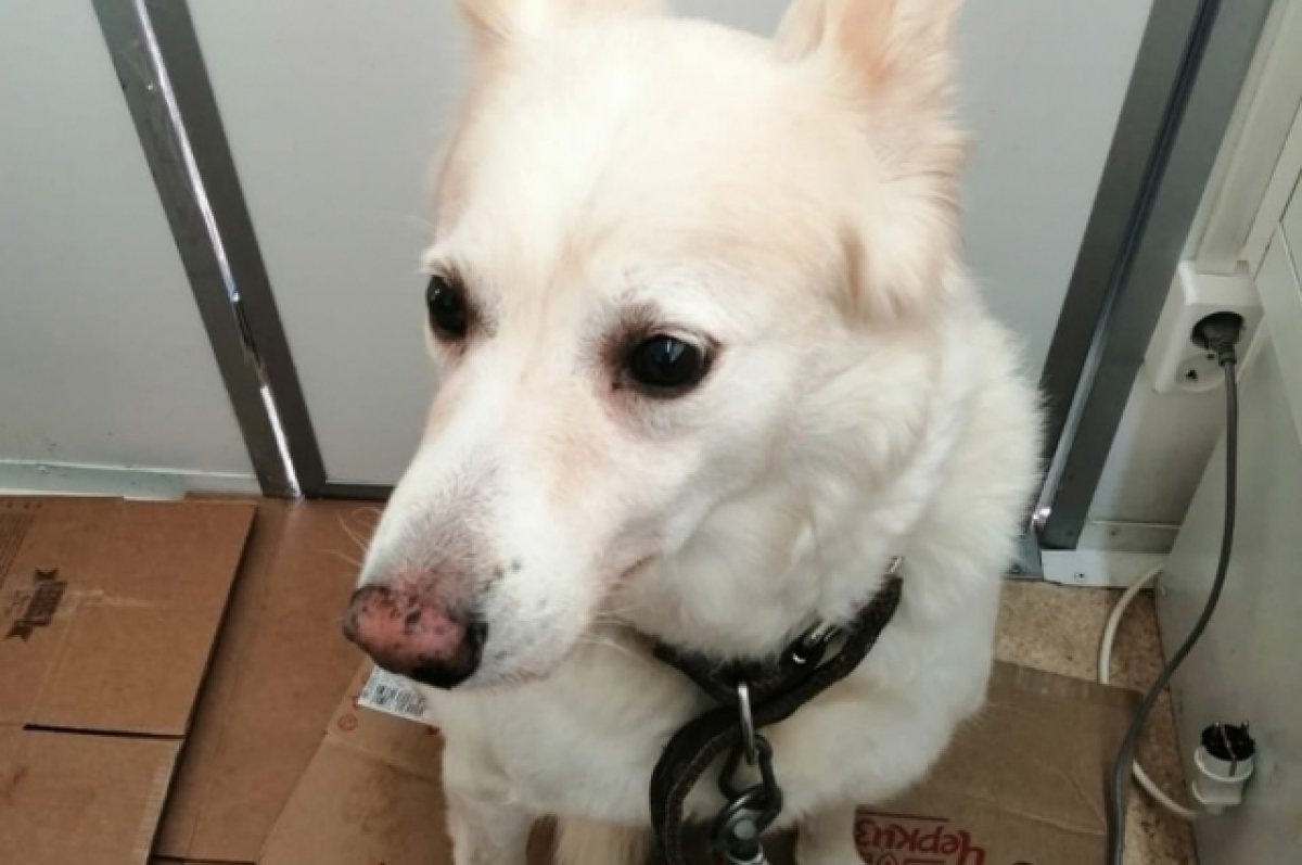    В Твери прохожие спасли очередную собаку от обморожения