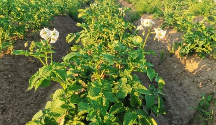    Какие сорта картофеля устойчивы к заболеванию раком