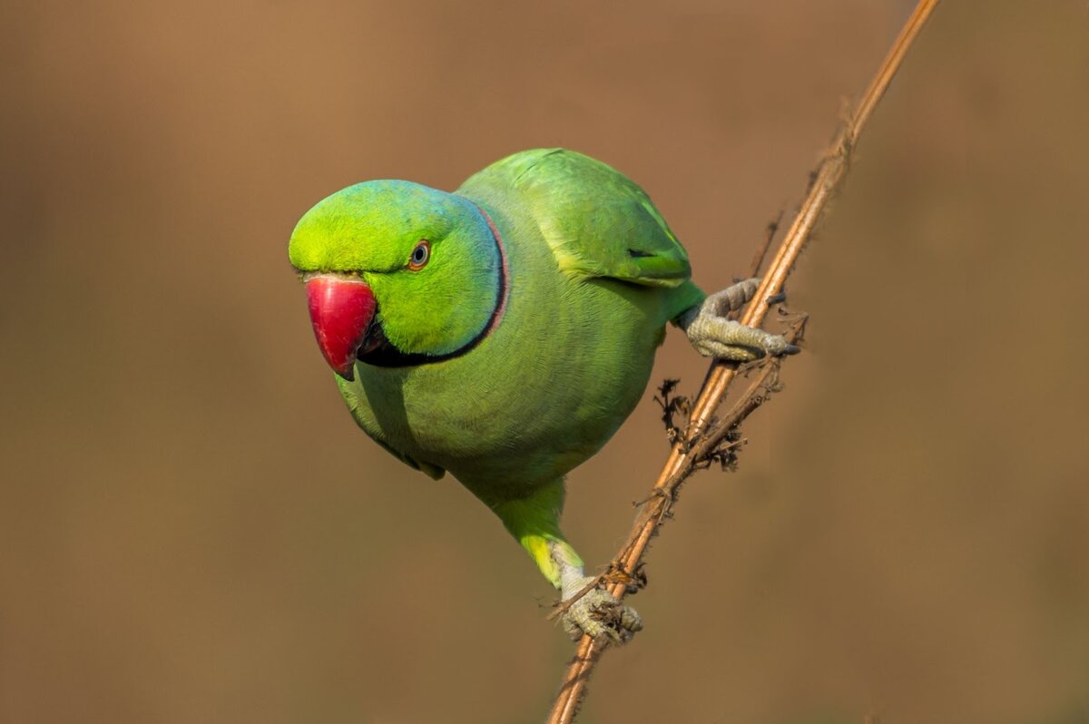 - Помнишь, как ты у меня перышко выдрал?