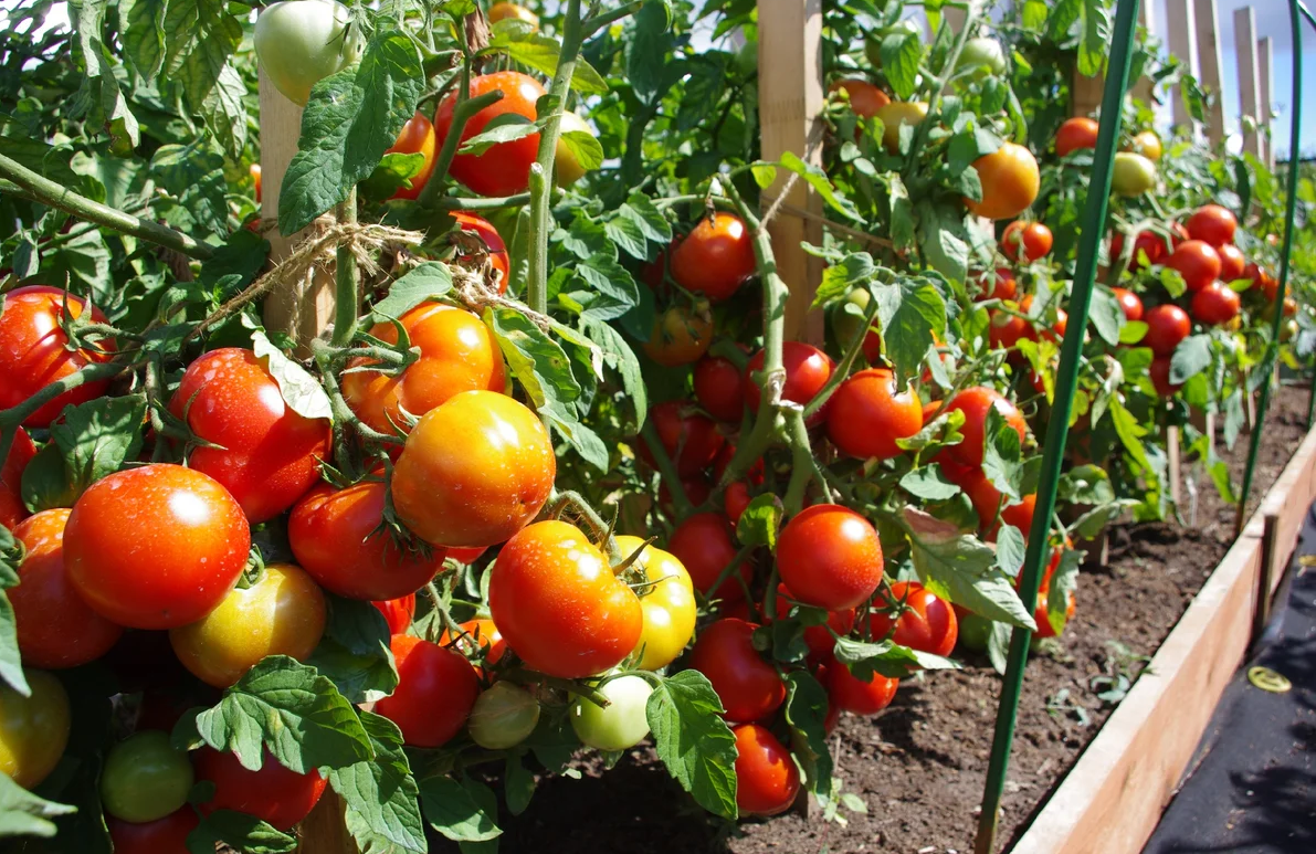 Семена томат Барика f1. Томат Барика f1. Сорт помидоров Императорская слабость. Лирике f1