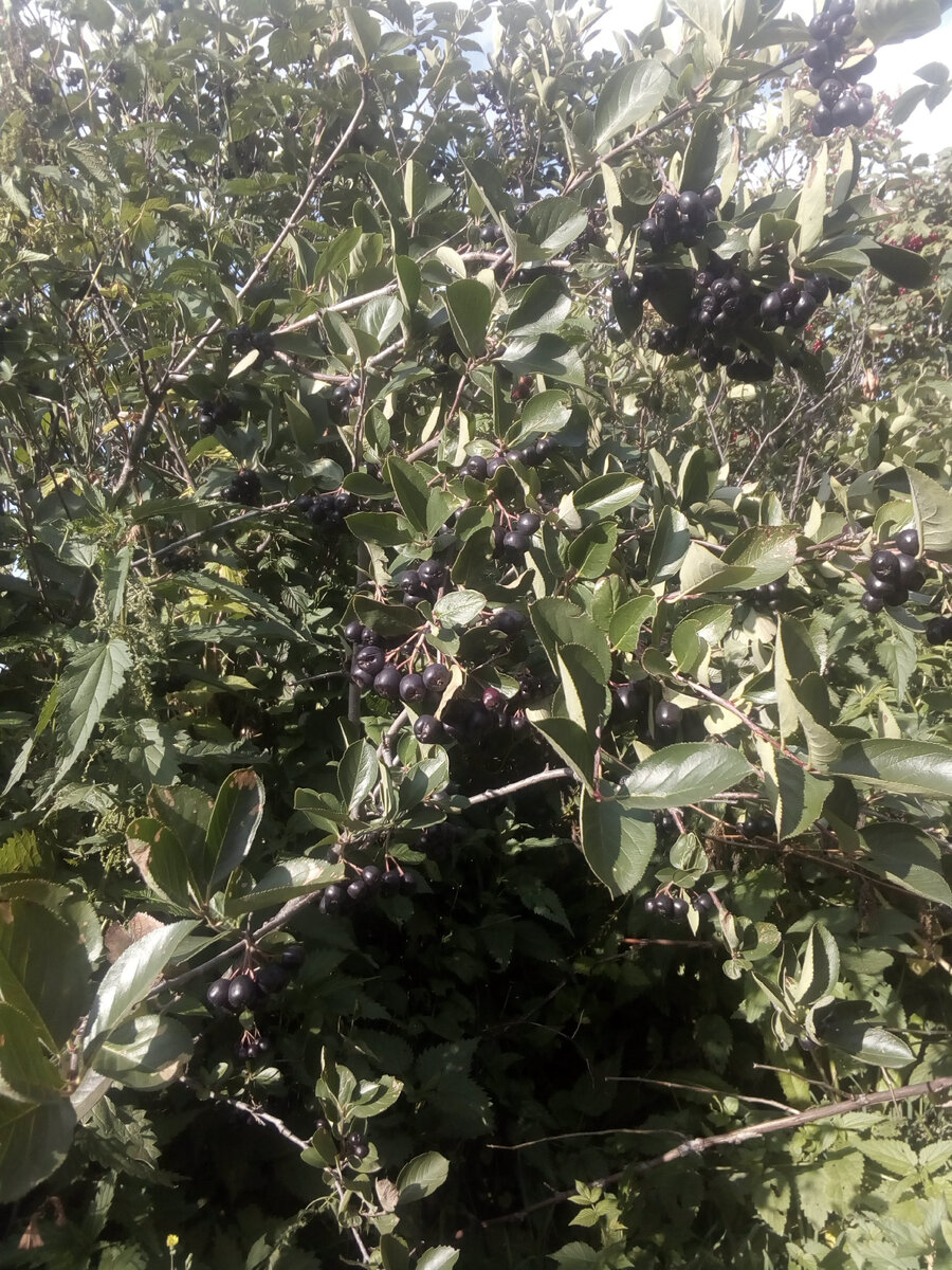 Черноплодная рябина.