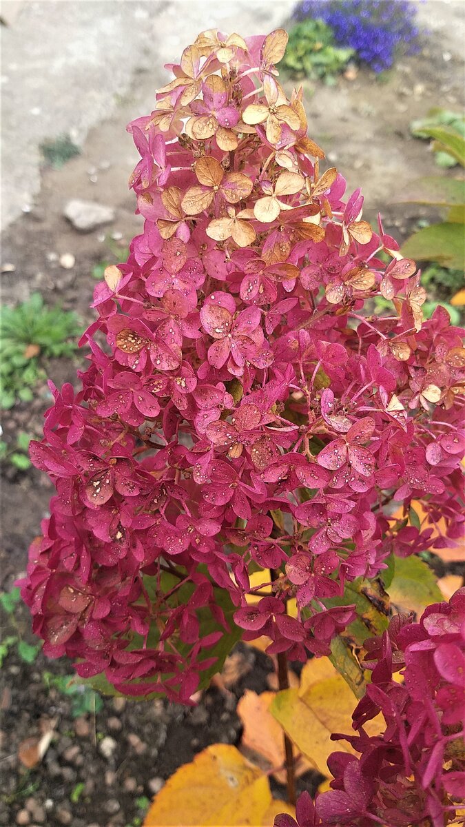 Вот такая яркая красотка будет осенью😍