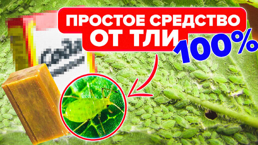 ЧЕМ ОПРЫСКИВАТЬ РАСТЕНИЯ ОТ ТЛИ? 100 % СРЕДСТВА