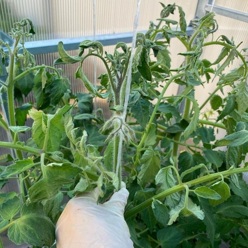 Фото  https://www.instagram.com/p/CQTrBACnl4m/