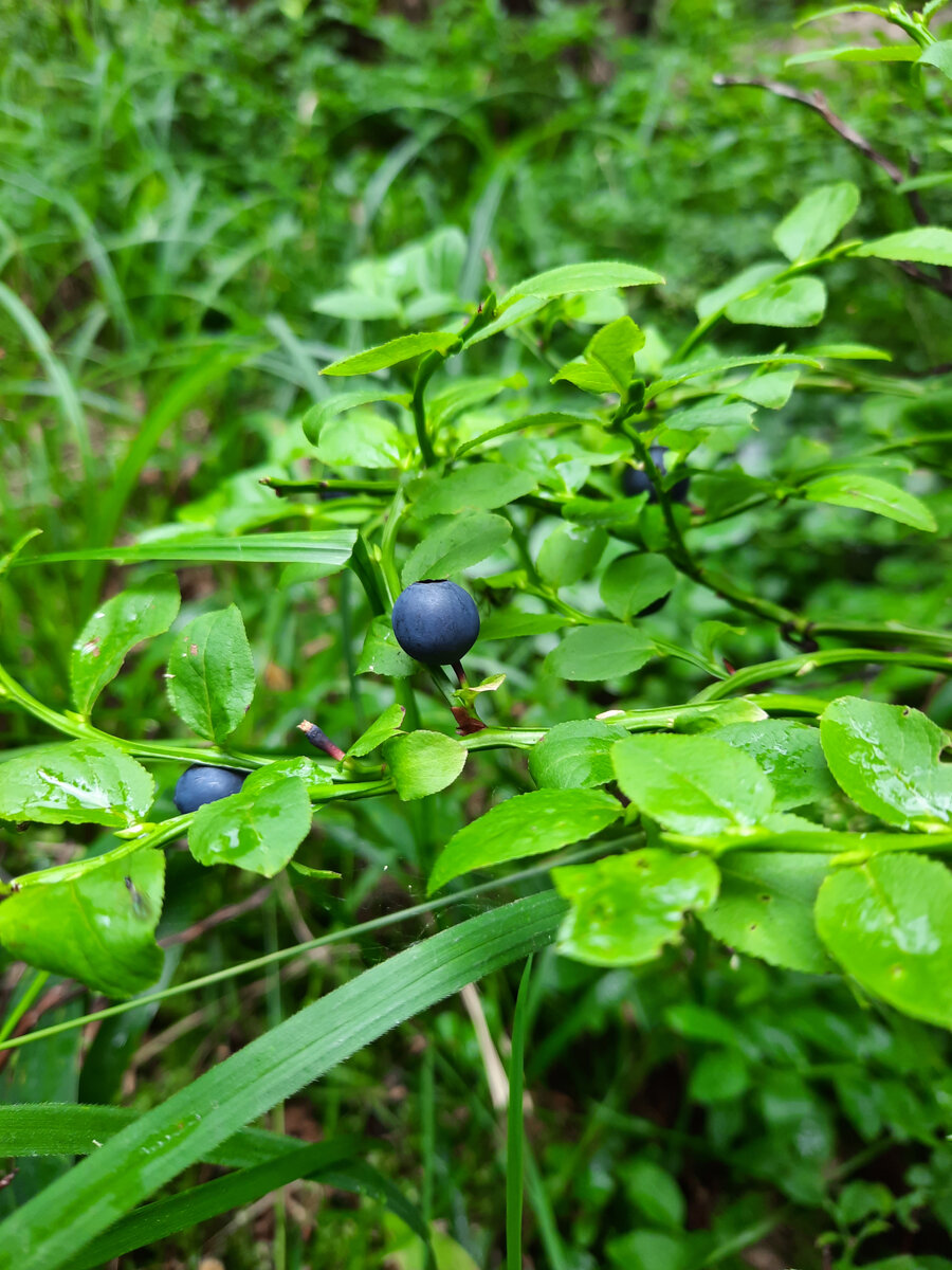 Черника созрела!
Фото автора