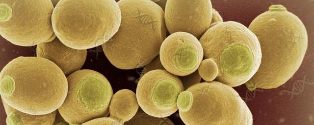 Яндекс.Картинки