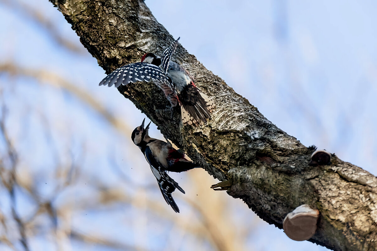 Birds of Russia and Crimea | Птицы России и Крыма's Journal