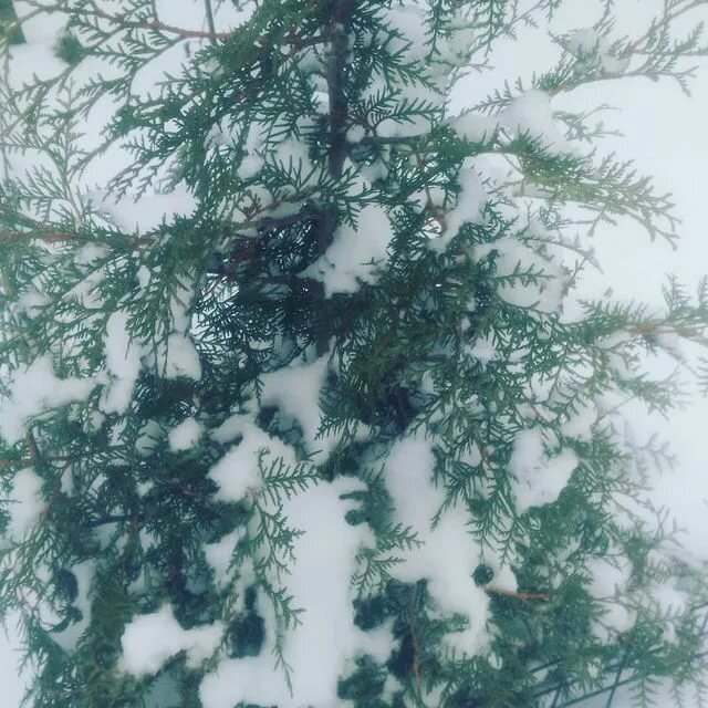 Растение в снегу. Немножко снега и прохлады нам хочется летом.