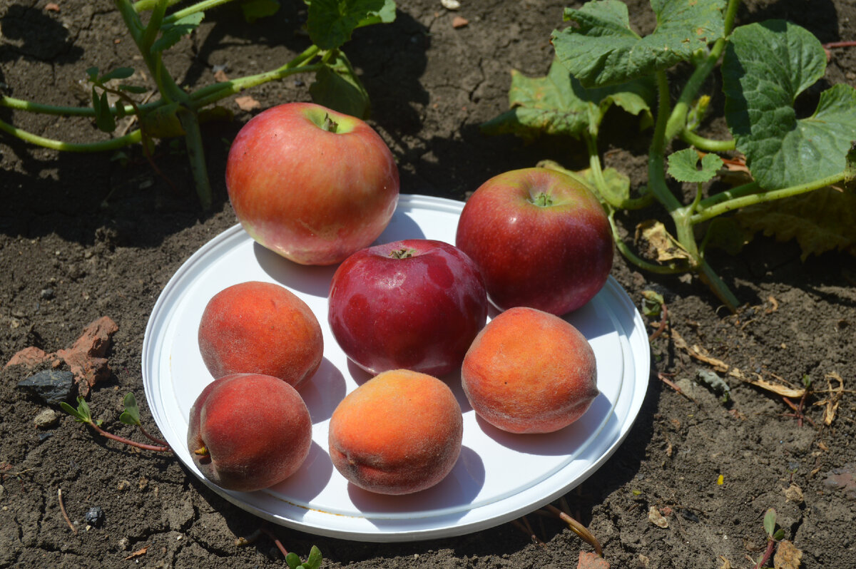 Личное фото. Фрукты Кубани.