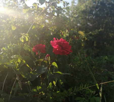 Королева моего сада.