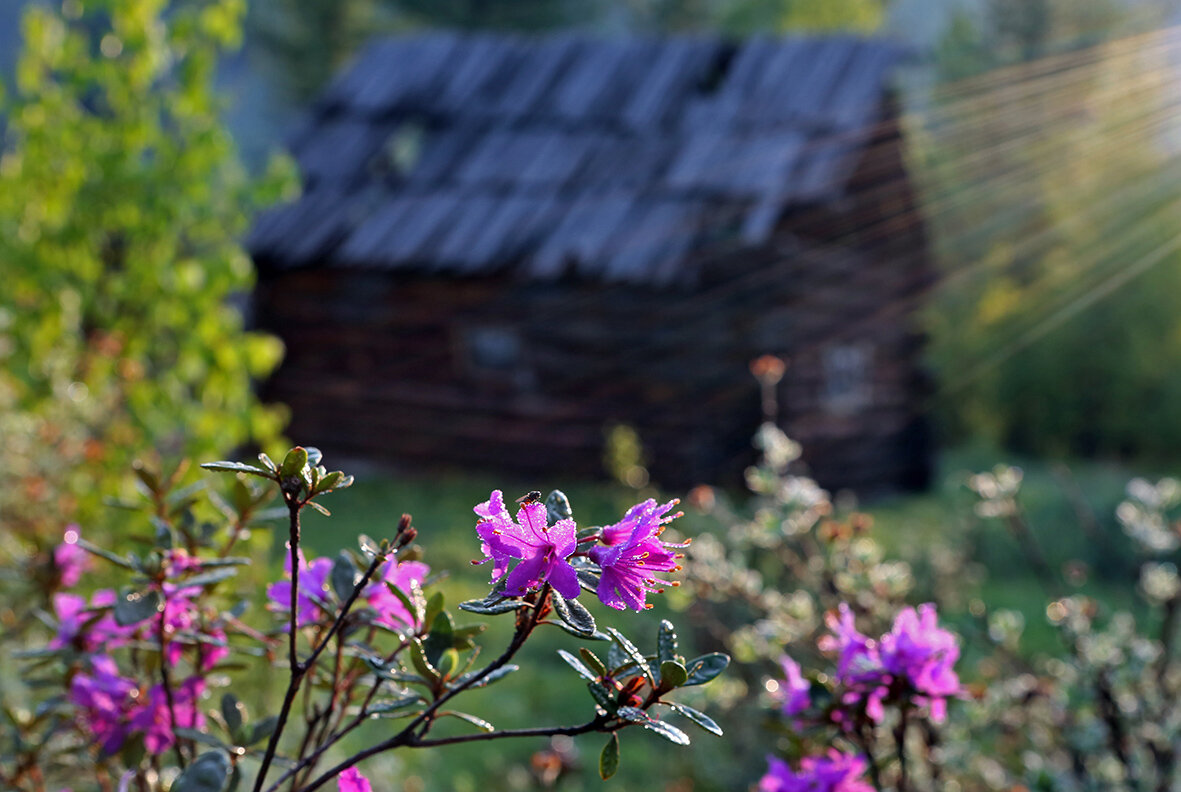 Утро в сибирской тайге. Фото Бориса Слепнева