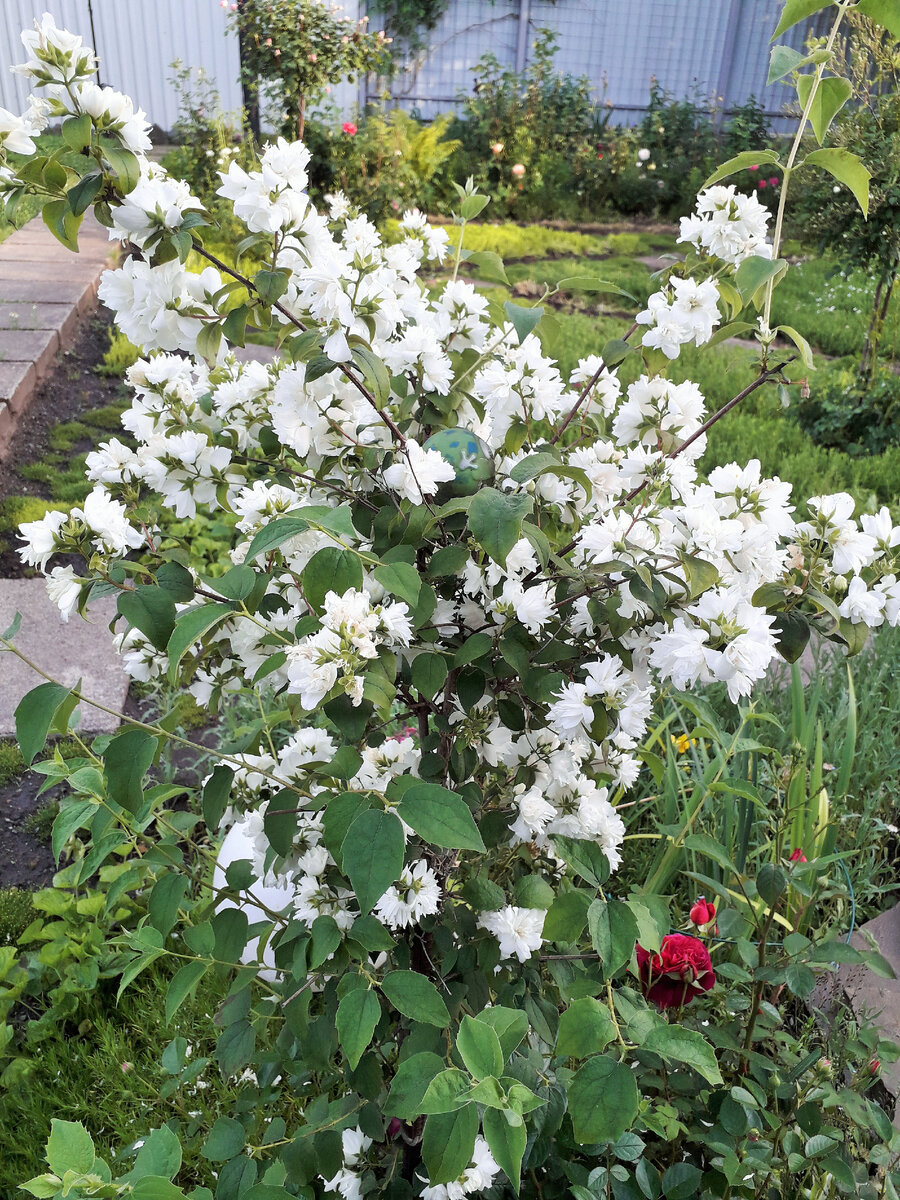 Этому кусту 5 лет.