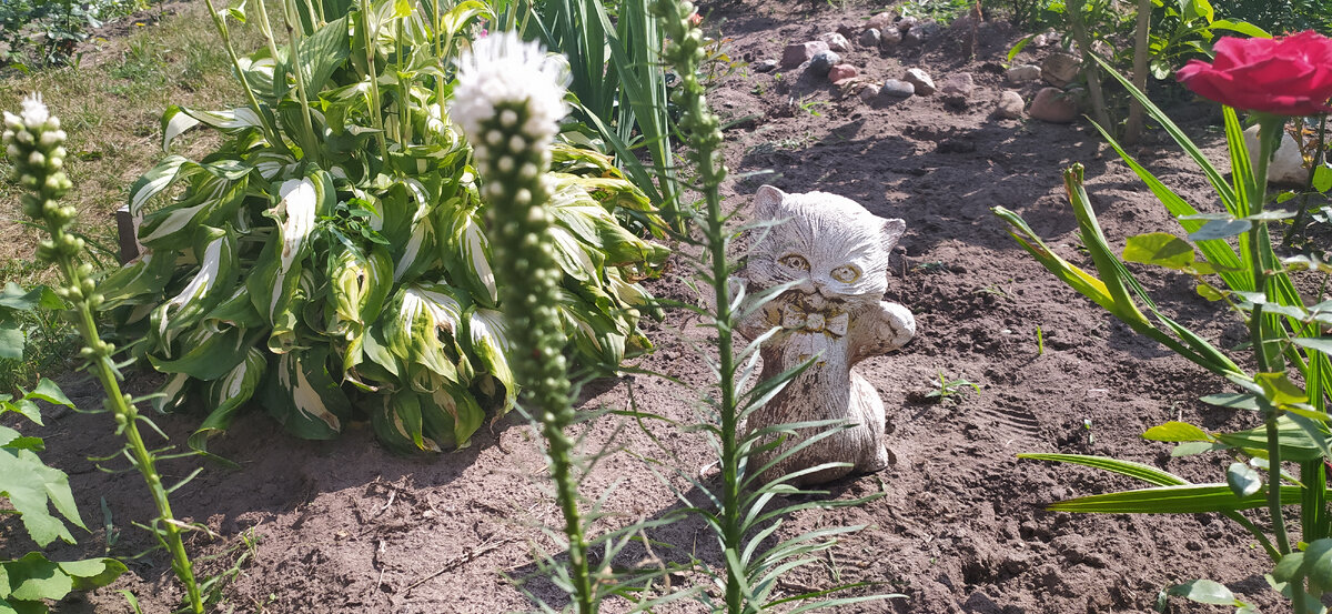 Лиатрис Альба.