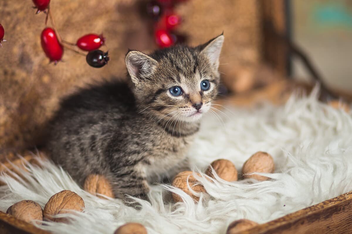 Котика дом 2. Котик орешки. Котенок орешек. Котик и орехи. Ореховая домашняя кошка.