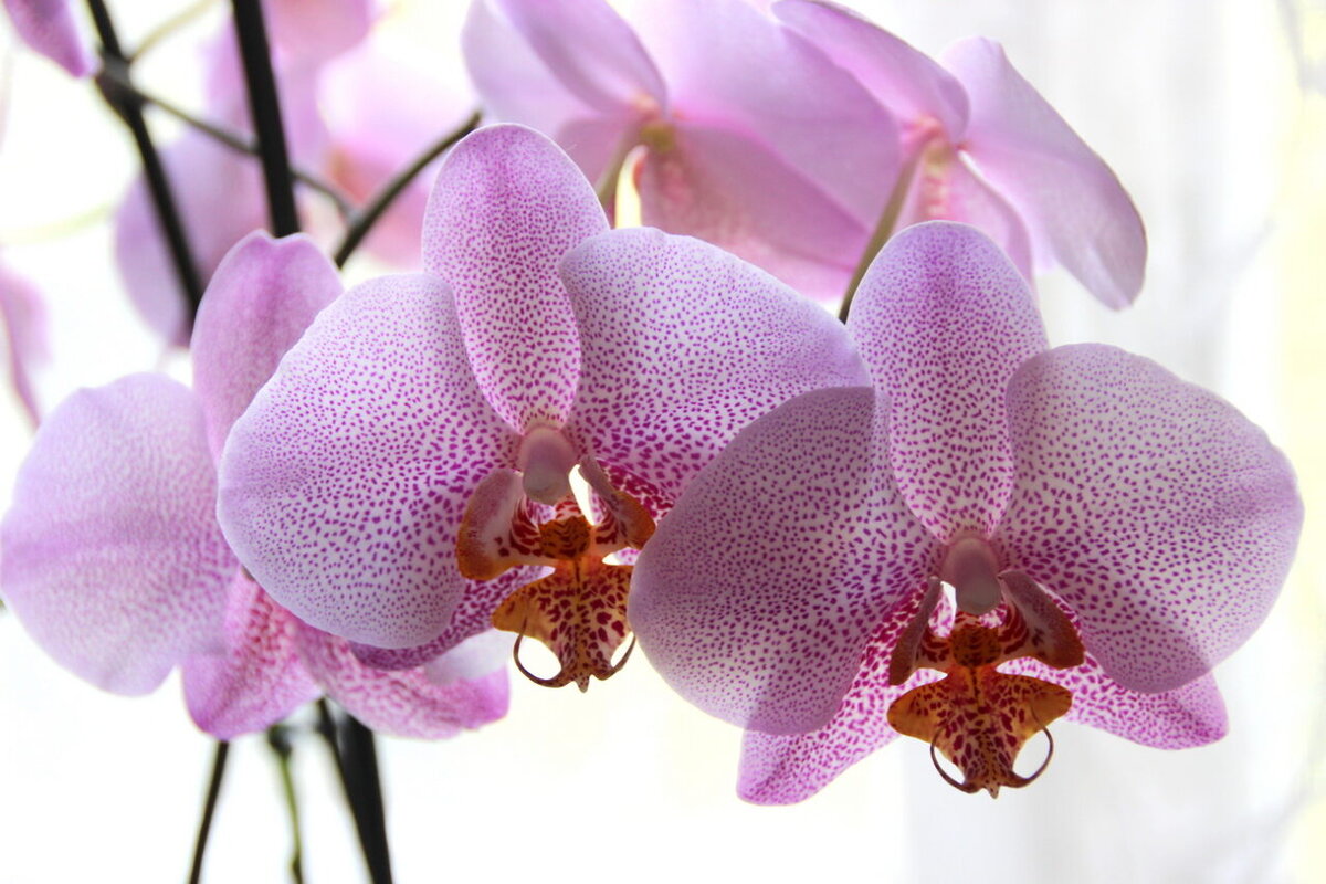 Орхидея в доме - содержание и уход