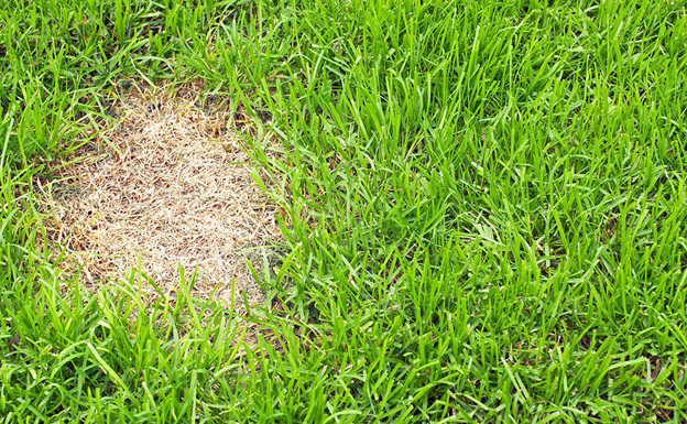 При появлении пятен подсев делают только в том случае, когда основания травинок явно высохли и пожелтели. Фото https://nedvio.com