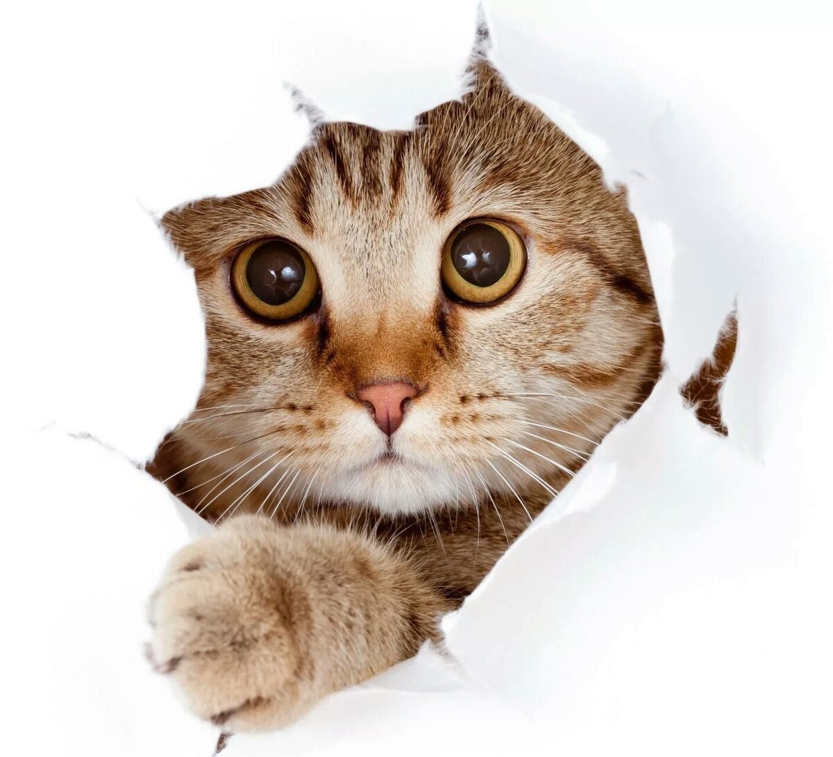 Москитная сетка не сможет защитить вашего питомца. Почему? 
Наглядный ответ в фотоподборке.