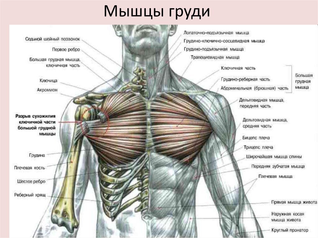 Выше плеча как называется. Анатомия строения мышц грудной клетки. Анатомия шыцы грудной клетки. Анатомия мышц грудной клетки человека. Мышцы грудины анатомия человека.