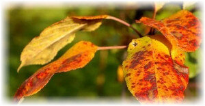 Нередко садовод может встретиться с такой проблемой: на его участке вот уже несколько лет растет груша, неплохо развивается и плодоносит, но однажды на ней вдруг обнаруживаются красные листочки. И краснеют они не осенью, когда такое явление вполне объяснимо, а в середине лета. Очевидно, что с растением что-то не в порядке, и пренебрегать его состоянием не следует, иначе следующим летом вы будете наблюдать погибшее, засохшее деревце. Почему краснеют листья у груши и что делать в подобной ситуации?