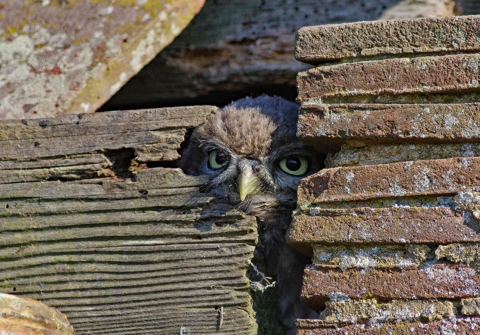 Пожалуй, самый милый нелегальный жилец, который может появиться на вашем участке. 