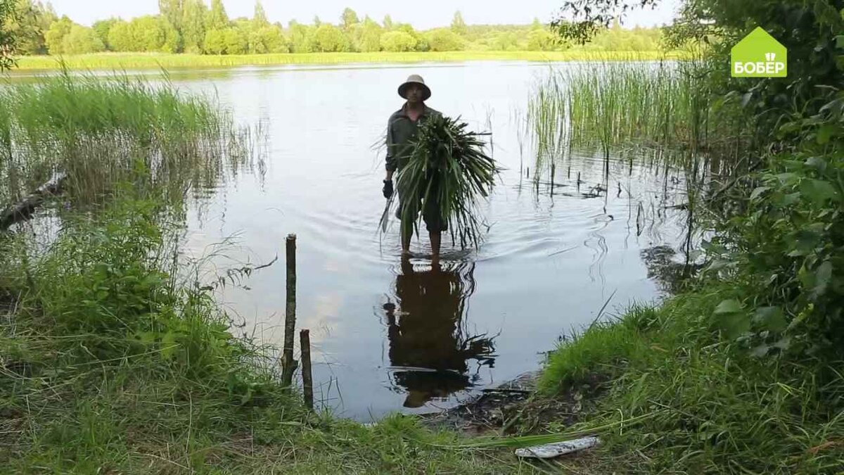 Срежьте рогоз.