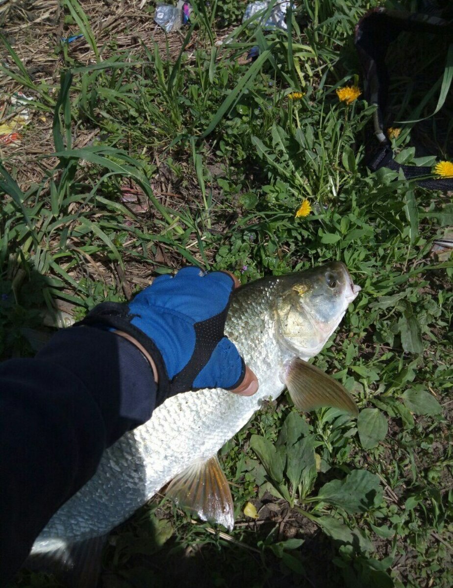 Этот жерех на 1400 был пойман весной на глубине 5метров