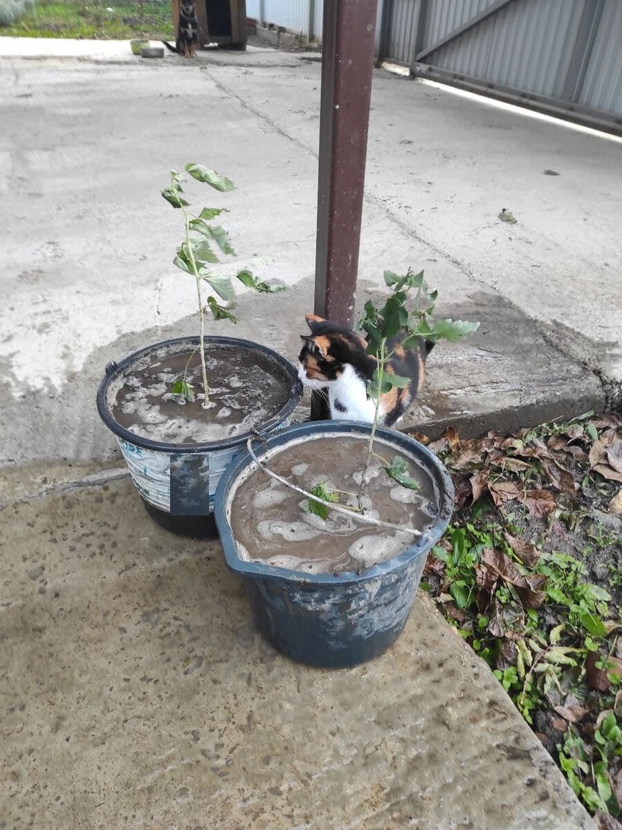 Два маленьких решил посадить в ведра, конечно под чутким руководством котейки. Фото автора
