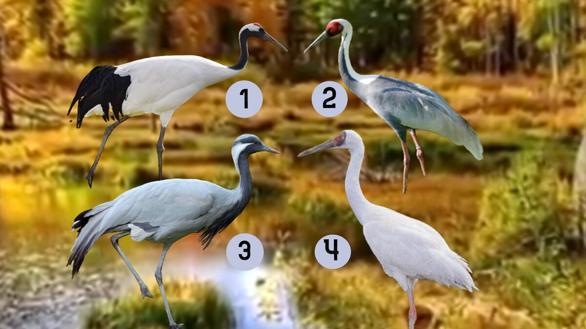 Тест–прогноз.