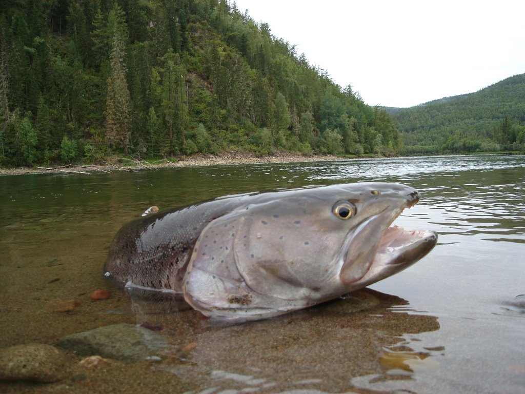 Таймень. Взято из интернет-ресурса.
