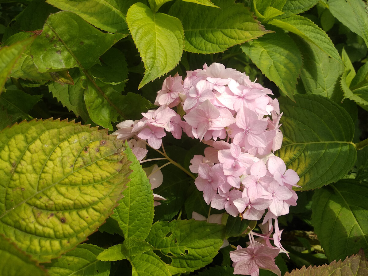 Гортензия крупнолистная. Фото автора