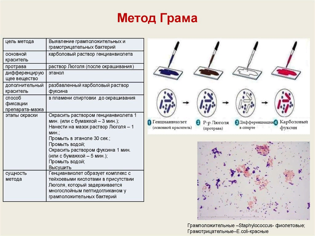 Исследование на простейшие. Метод окрашивания по Граму микробиология. Окраска бактерий. Метод грама. Окрашивание по Граму микробиология методика. Метод окраски бактерий по Граму