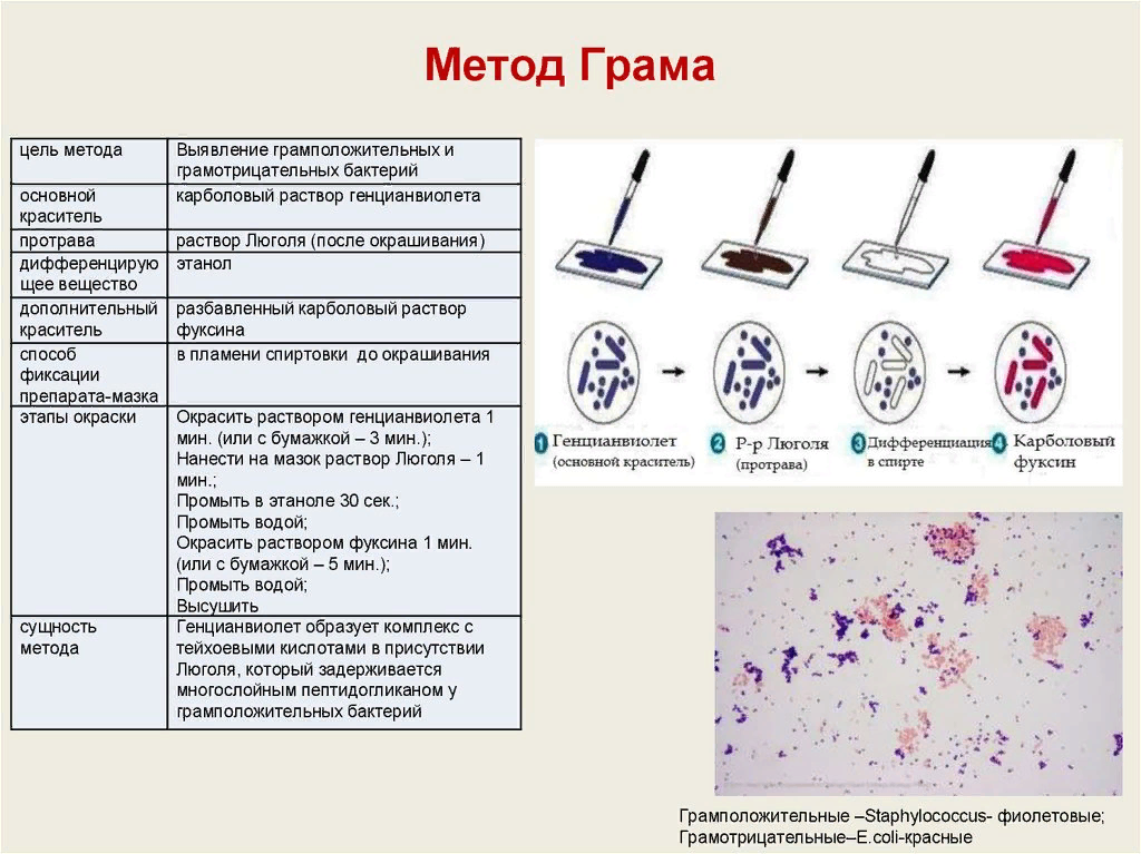 Метод окрашивания по Граму микробиология. Окраска бактерий. Метод грама. Окрашивание по Граму микробиология методика. Метод окраски бактерий по Граму. Что значит обнаружены споры