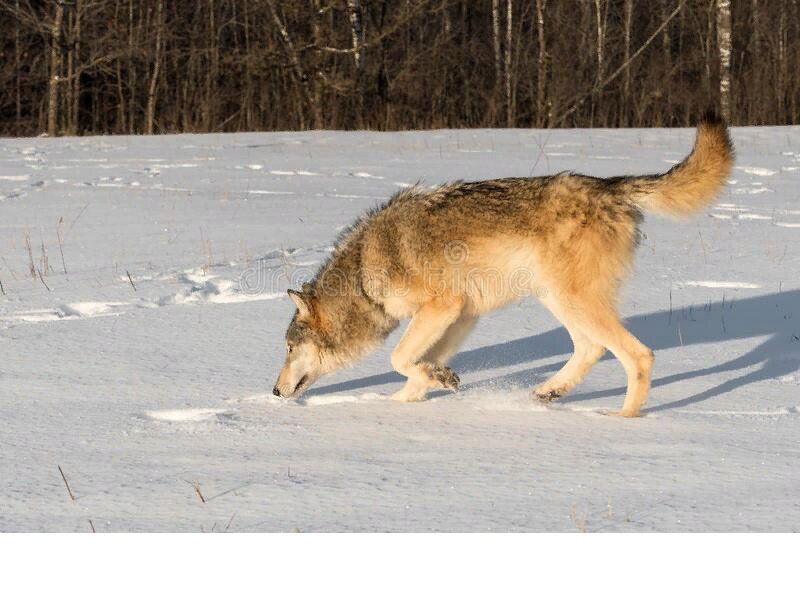Волк мышкует. Фото из открытых источников.