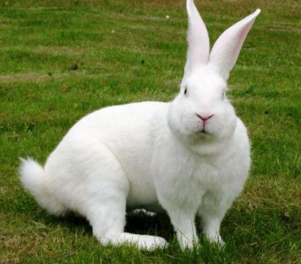 белый великан